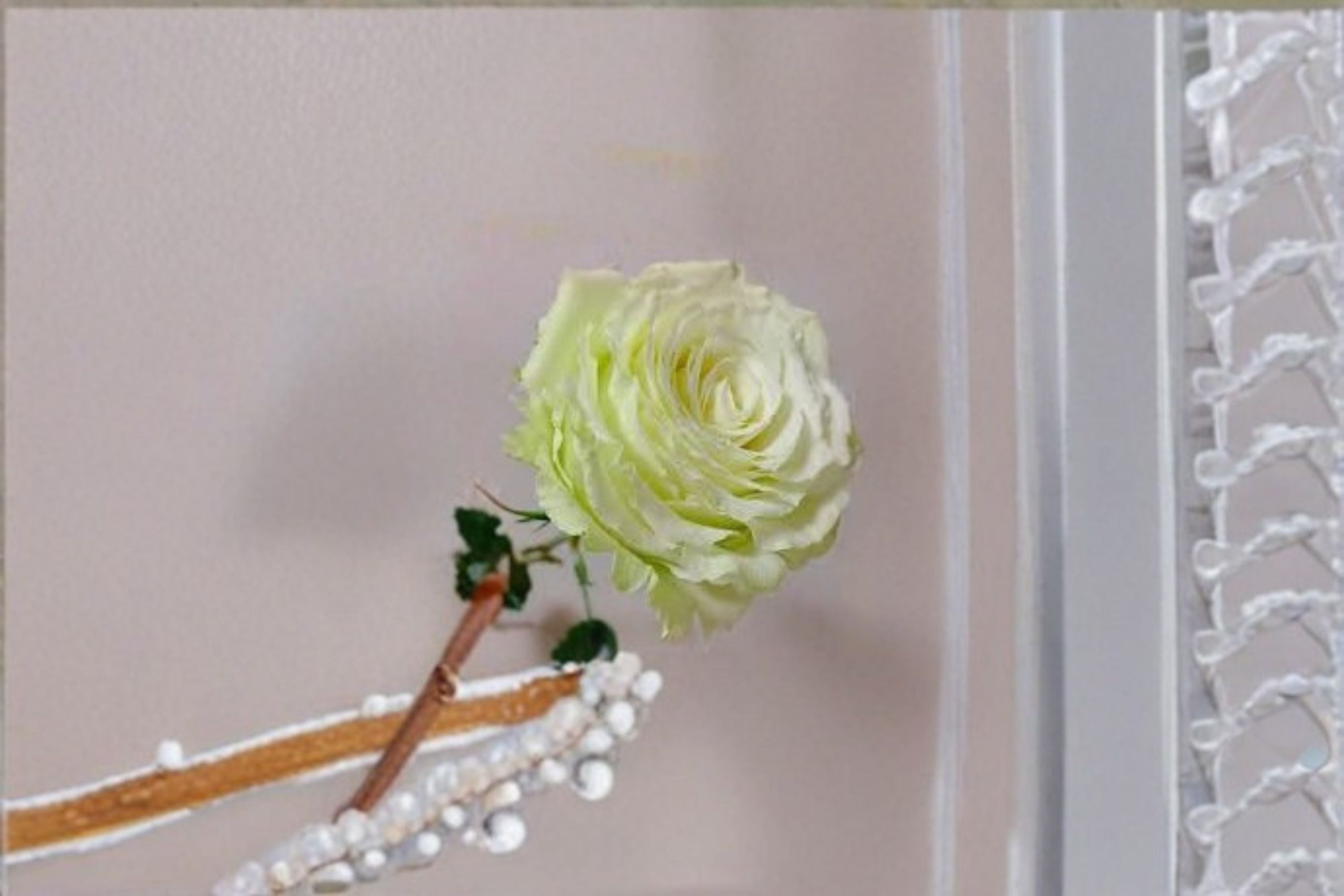 Moonstone Rose Live Plant – Own Root Repeat Cut Rose