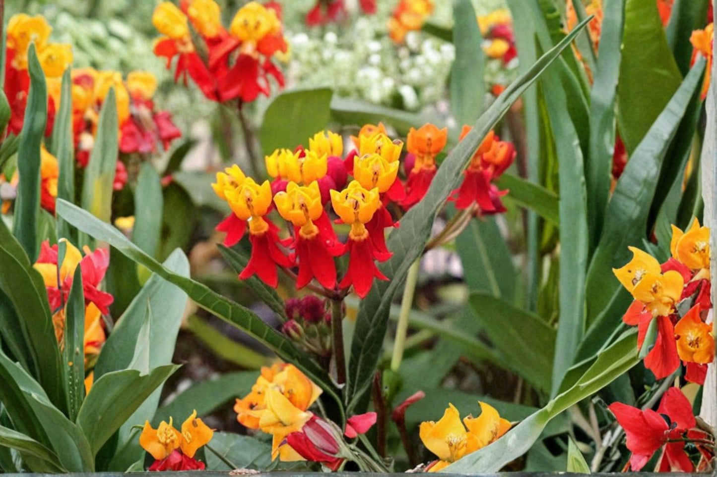 2 Red Milkweed Live Plants – Butterfly Garden Perennial – Asclepias spp.