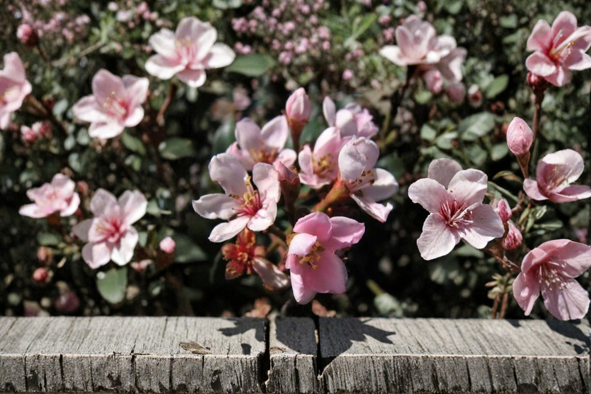 7 Indian Hawthorne 'Pink Dancer' Cuttings | 6 Inch Live Plant Cuttings | Pink Flowering Shrub | Unrooted Cuttings | Plant Propagation