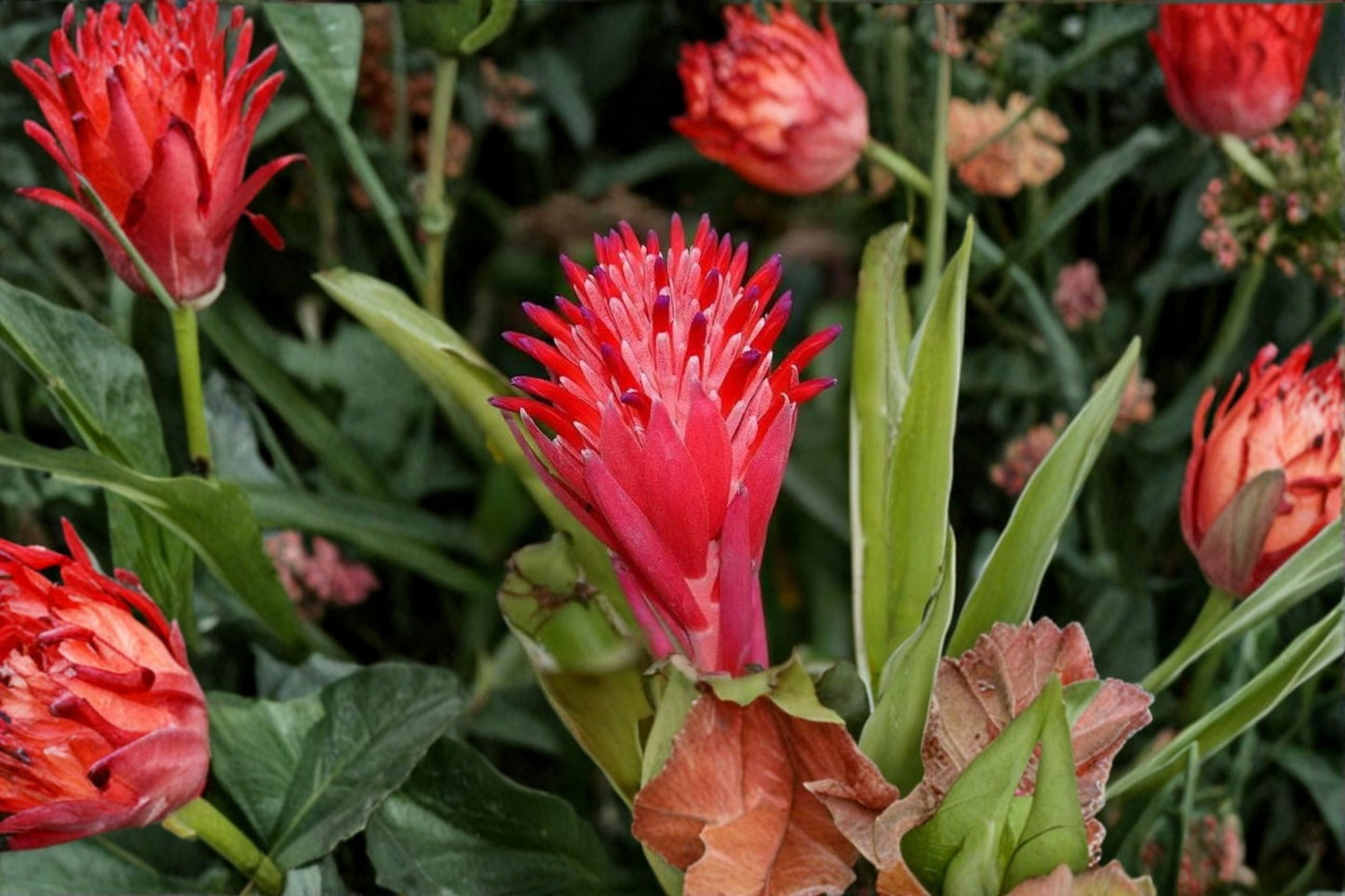 Torch Bromeliad Live Bare Root Plant – Aechmea pyramidalis – Flaming Torch