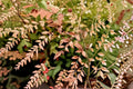 Heavenly Bamboo 1 Plant – Nandina domestica