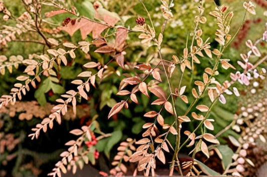 Heavenly Bamboo 1 Plant – Nandina domestica