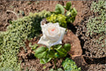 White O’Hara Rose Live Plant – Fragrant Long Lasting Cut Rose