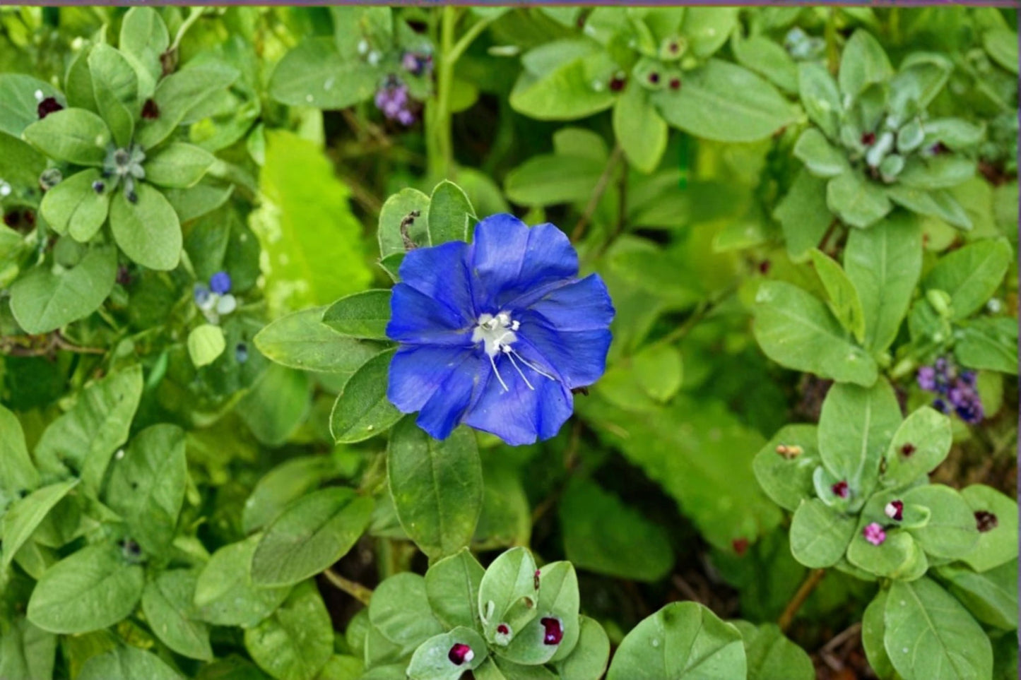 2 Blue Daze Evolvulus Live Plants – 4–6" Tall – Evolvulus glomeratus