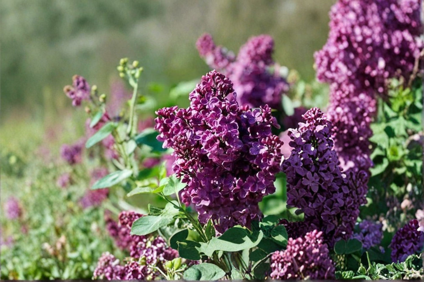 Purple Lilac Live Plant – 2–5 Inch Tall in 4 Inch Pot – Syringa vulgaris