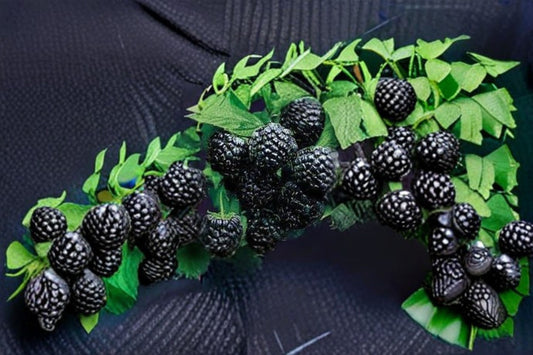 Jewel Black Raspberry Live Rooted Starter Plant – Rubus occidentalis – 1 Plant