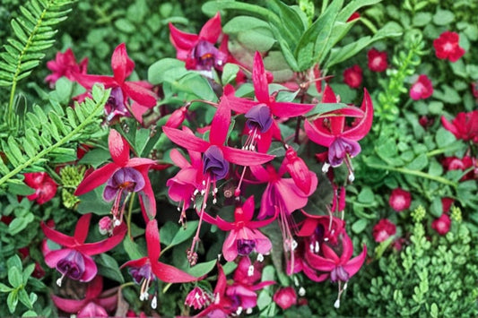 Fuchsia Live Plant – Hummingbird Friendly Flowering Plant – Fuchsia spp.