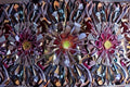 Black Rose Aeonium 2 Cuttings – Aeonium arboreum
