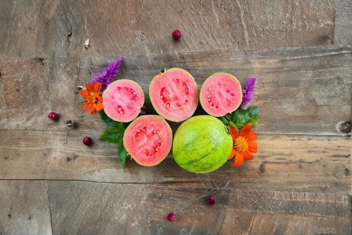 Pink Guava Live Plant | Barbie Pink Guava | Psidium guajava | Tropical Fruit Tree | Edible Guava Plant | 3-8 Inch Plant