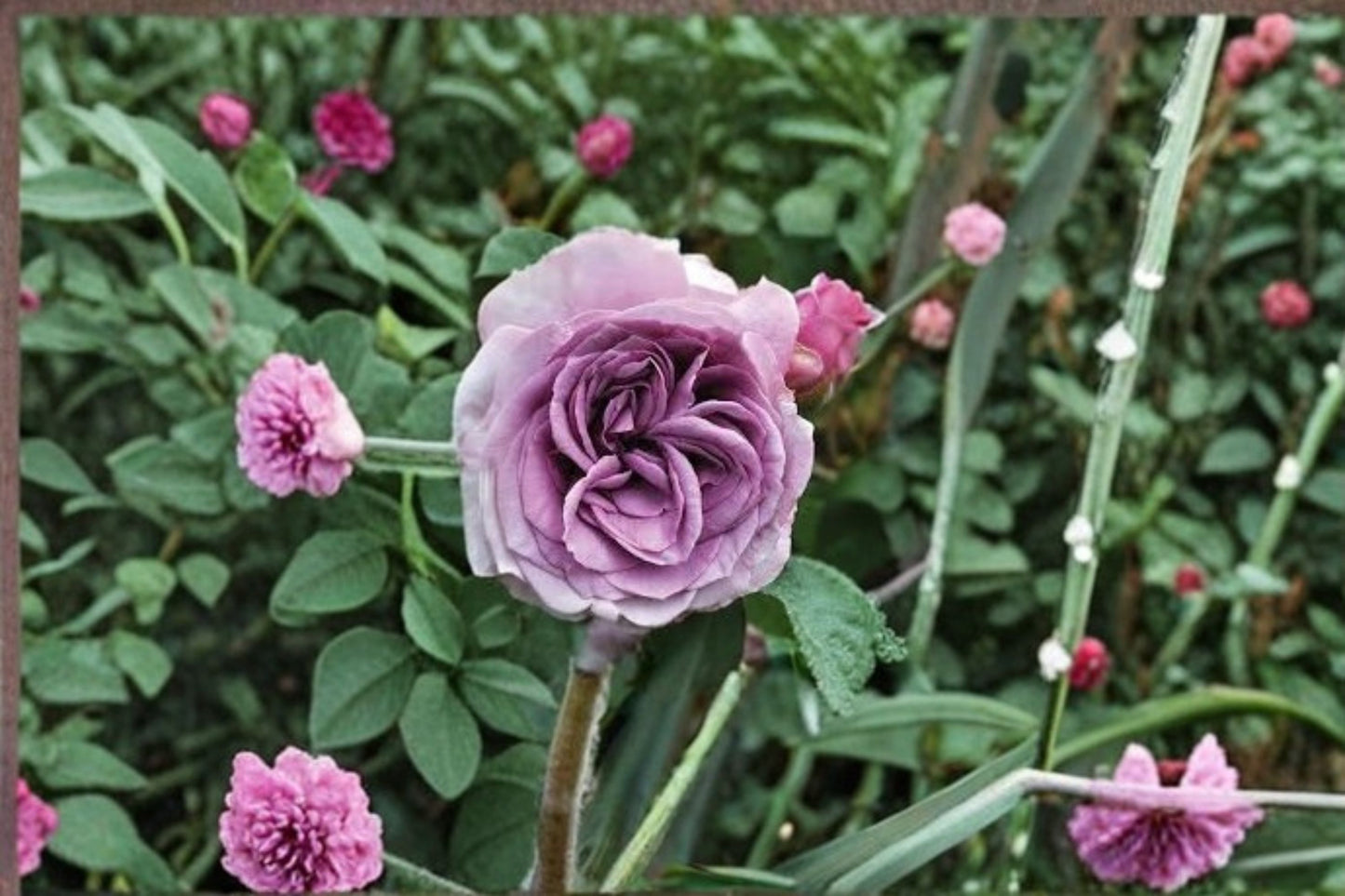 Quicksilver Climbing Rose Live Starter Plant – Rosa Own Root