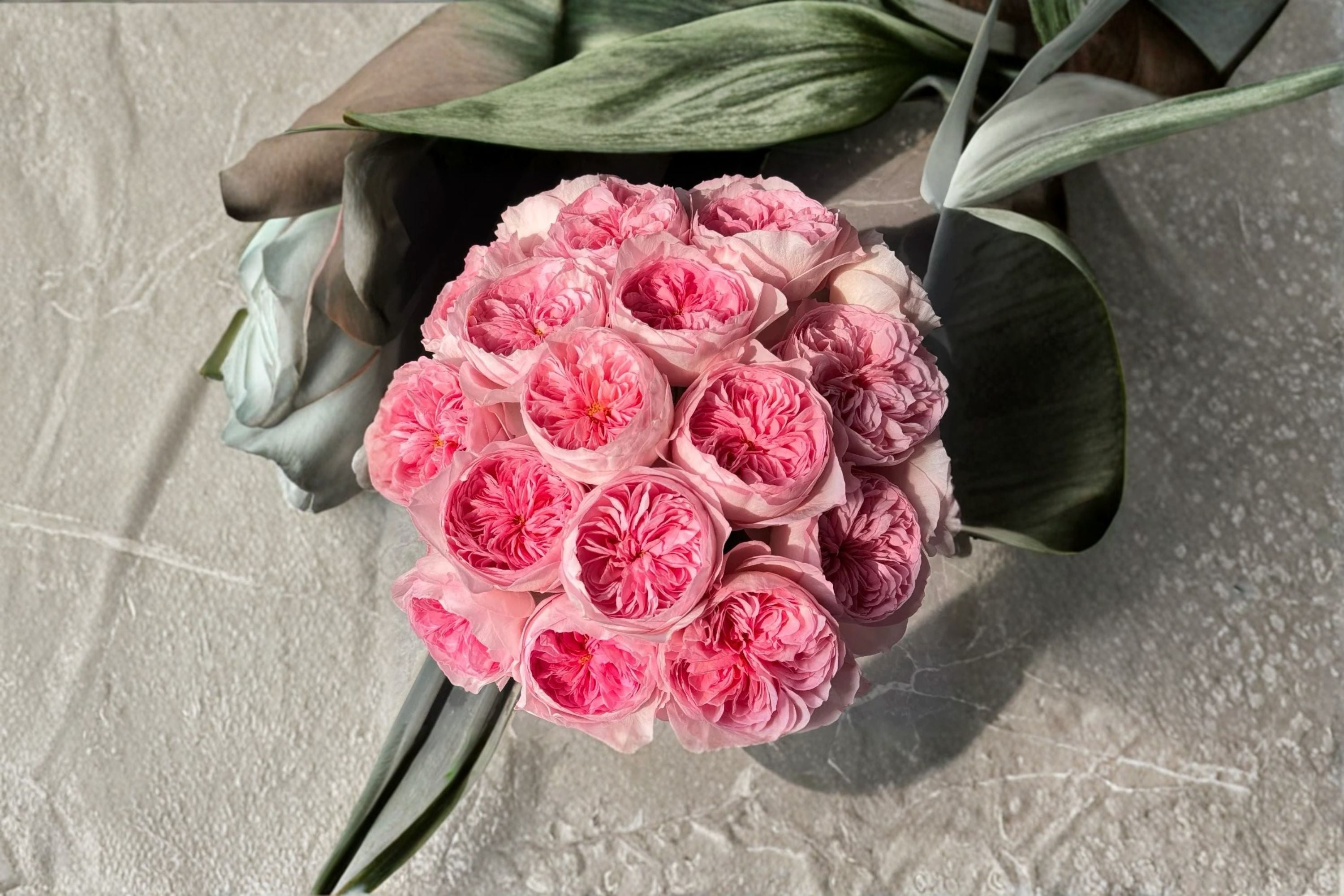 Nicole Rose Live Plant – New Schreurs Cut Rose Variety