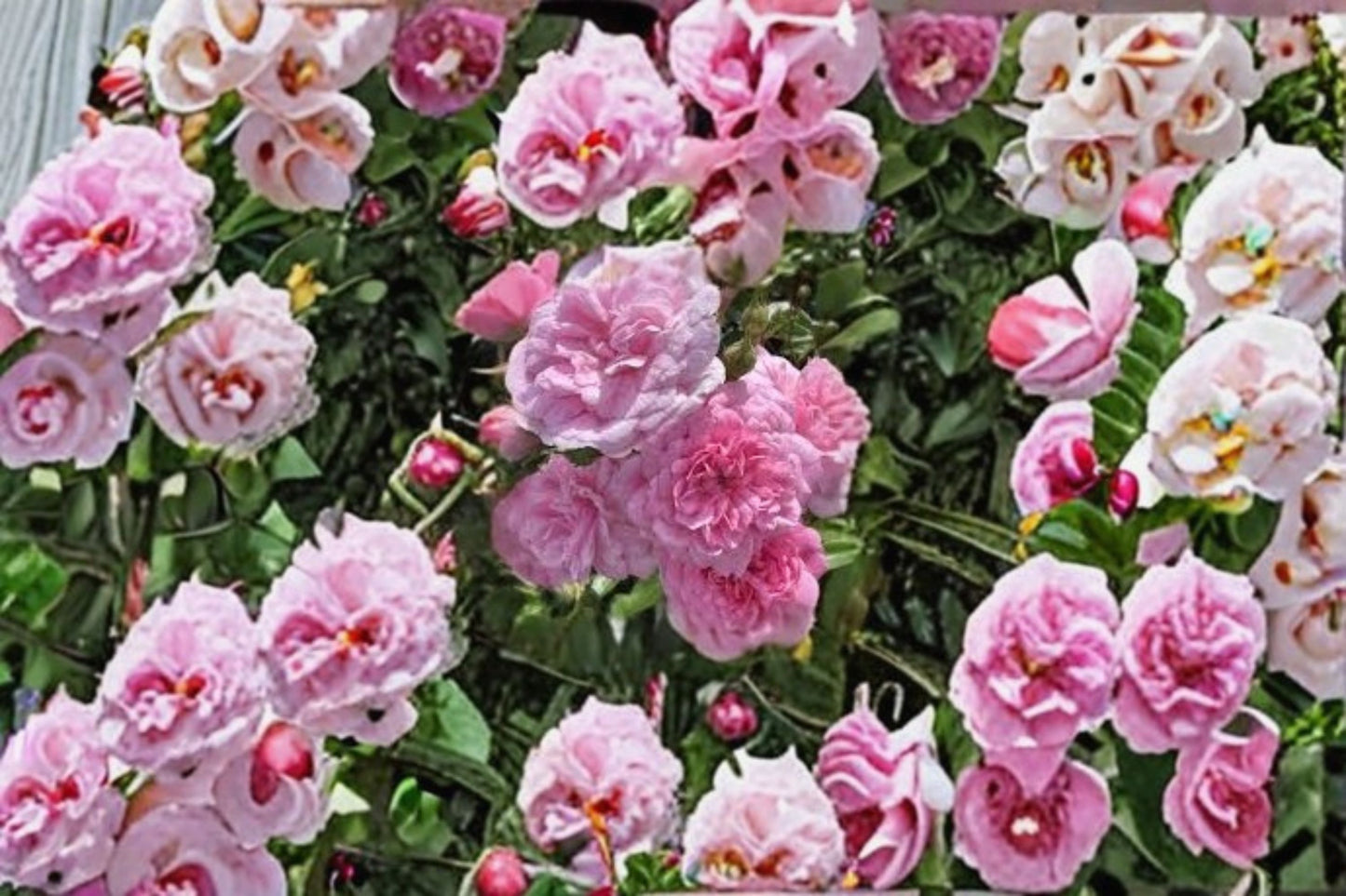 Rural England Climbing Rose Cuttings – 6 Live Cuttings – 5–7" – Rosa 'Rural England'