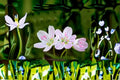 Spring Beauty Seeds Claytonia virginica Pink White Woodland Wildflower Seeds Native Garden Planting 20 Seeds