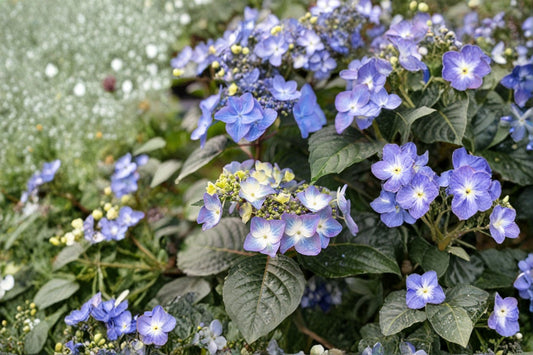 Pop Star Lacecap Hydrangea Live Plant – Potted Flowering Shrub – Hydrangea