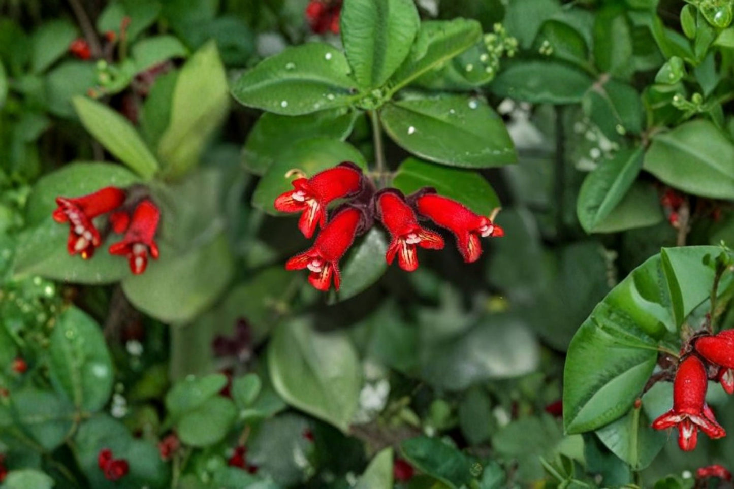 Red Lipstick Live Plant Plug – 1–3" Tall – Bright Red Flowering Ornamental Plant