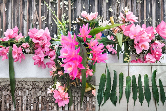 German Empress Orchid Cactus 1 Cutting – Epiphyllum ‘German Empress’