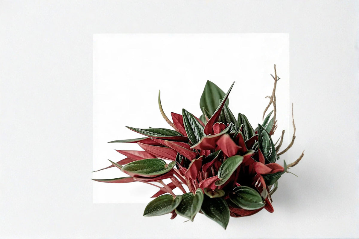 Peperomia Rosso Live Plant | Red & Green Peperomia | Peperomia Rosso Houseplant | 4 Inch Pot | Tropical Foliage Plant | Indoor Plant