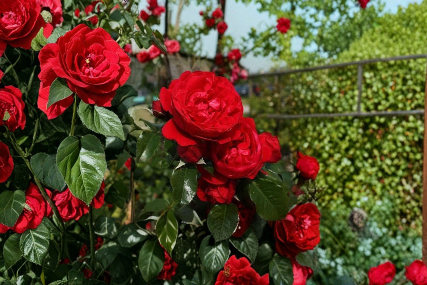 Florentina Climbing Rose Live Plant – 3 Gallon – Red Flower – Rosa 'Florentina'