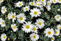 Creeping Daisy Seeds Chrysanthemum Paludosum White Yellow Annual Flower Ground Cover Garden Border Plant 100 Seeds