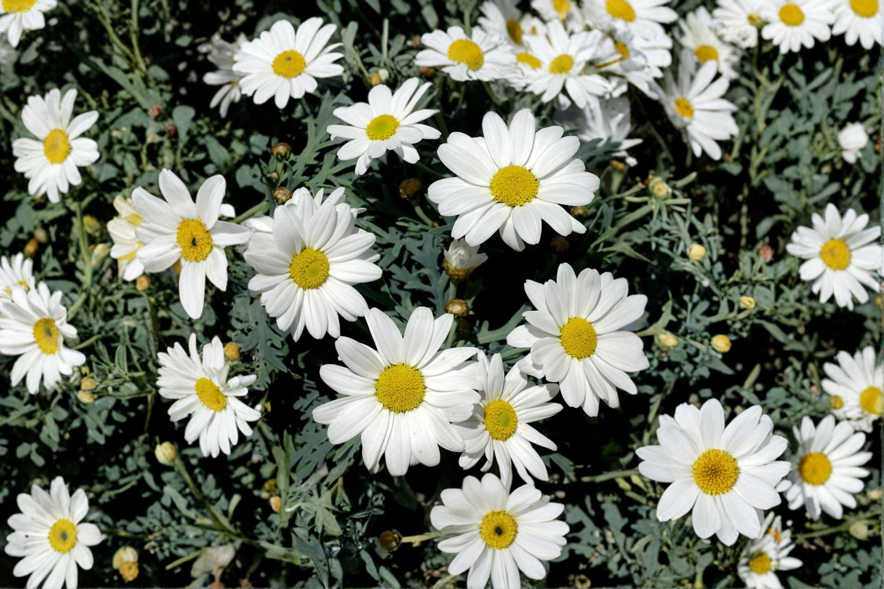 Creeping Daisy Seeds Chrysanthemum Paludosum White Yellow Annual Flower Ground Cover Garden Border Plant 100 Seeds