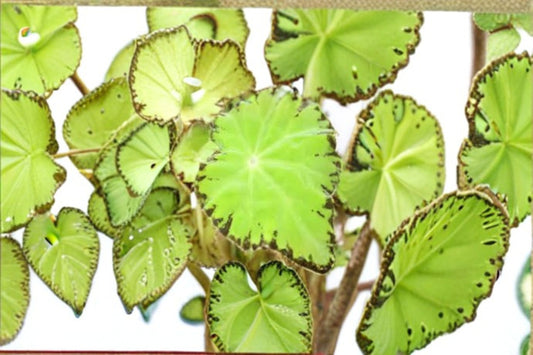 Begonia Shadow King Lime Love Live Plant – 4-Inch Pot