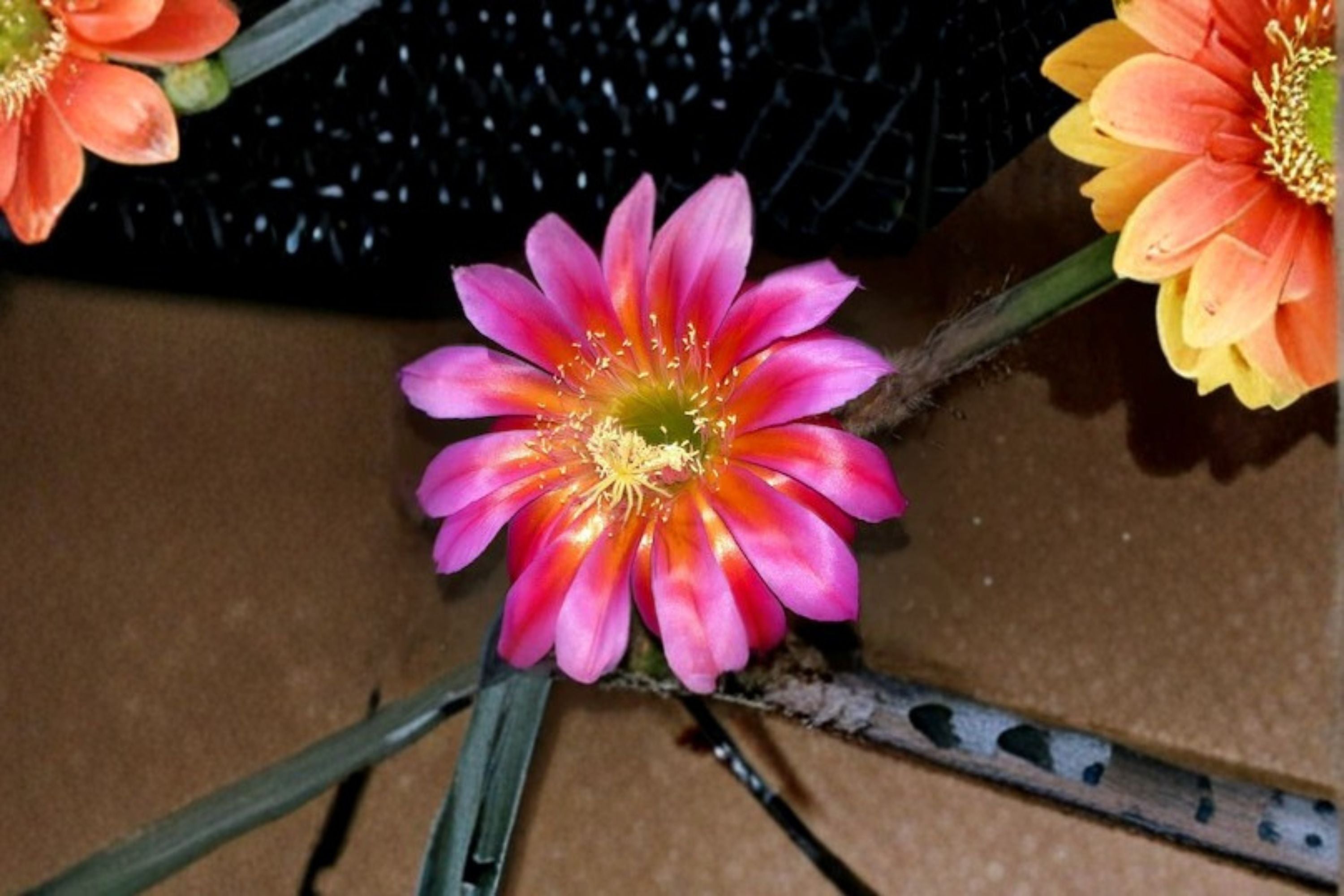 Aporocactus Temple Glow 3 Cuttings – Aporocactus hybrids