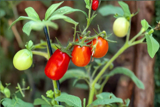2 San Marzano Live Tomato Plants – 6–8" Tall – 4" Pot – Solanum lycopersicum