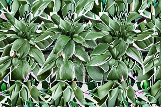 5 Hosta 'Undulata Albomarginata' Live Bare Root Plants | Variegated Hosta | Shade Perennial | White Edged Hosta | Garden Starter Plants