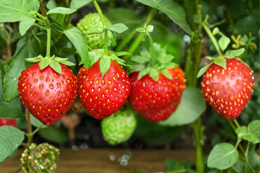 Everbearing Strawberry Live Plants – 2 Plants – 3" Pots – Fragaria