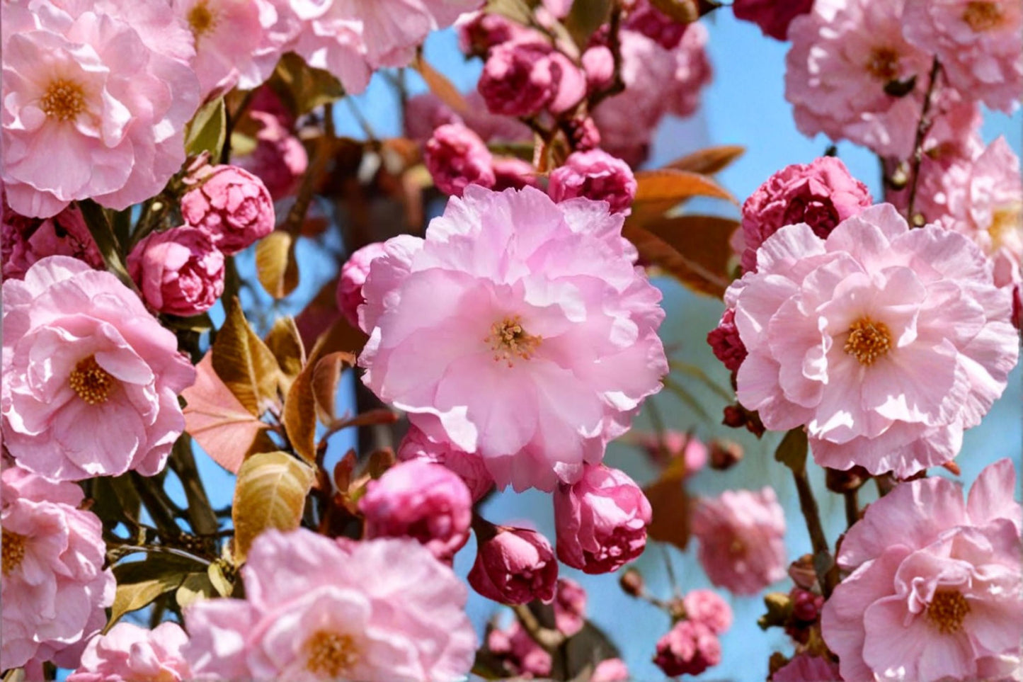 Kwanzan Cherry Live Plant – 2.5" Pot or Bare Root – Flowering Ornamental Tree – Prunus serrulata 'Kwanzan'