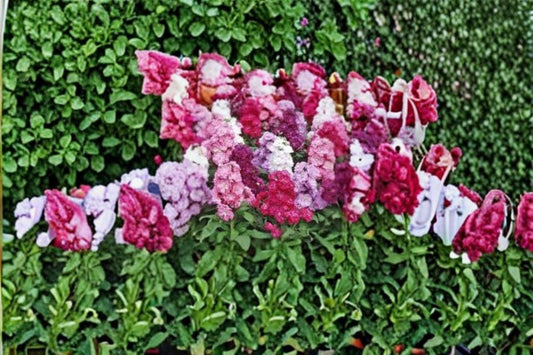 Stock Flower 1 Plant – Matthiola incana