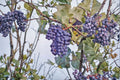 Concord Grape 6 Cuttings – Vitis labrusca