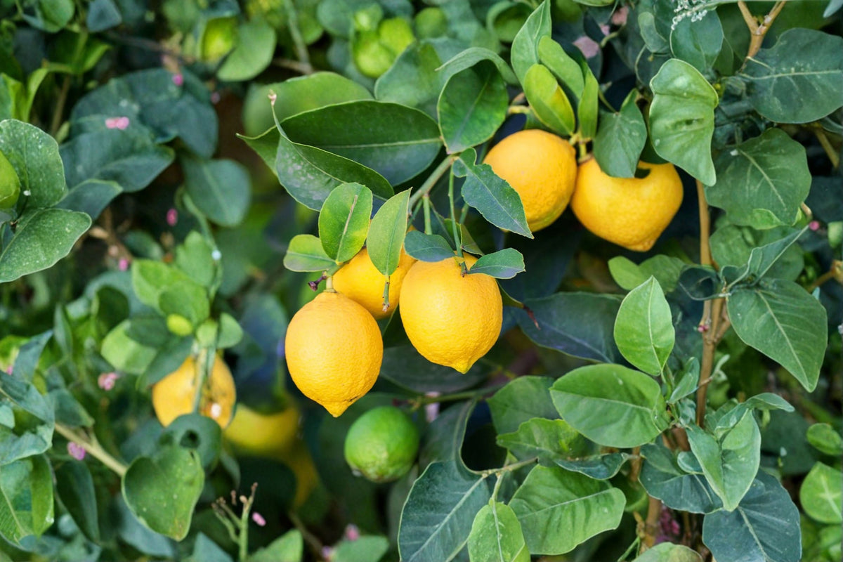 Meyer Lemon Tree Live Plant | Citrus × meyeri | 12-15 Inch Tall | 5 Inch Pot | Meyer Lemon Bush | Live Citrus Fruit Tree