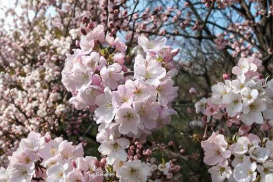 Akebono Flowering Cherry Live Plant – 6–12" Tall – 2.5" Pot – Prunus × yedoensis 'Akebono'