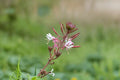 Biennial Beeblossom Seeds Gaura biennis White Pink Wildflower Seeds Native Garden Planting 10 Seeds