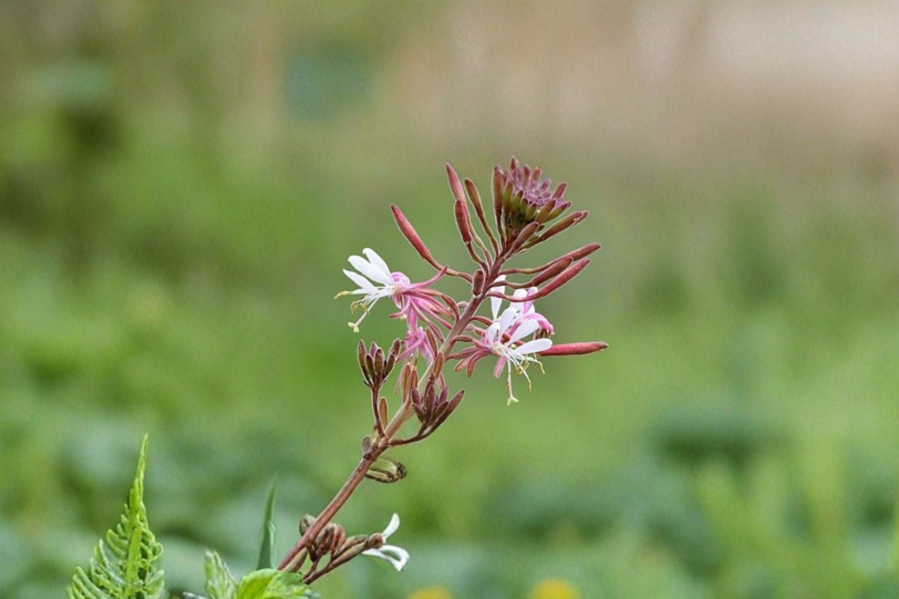 Biennial Beeblossom Seeds Gaura biennis White Pink Wildflower Seeds Native Garden Planting 10 Seeds