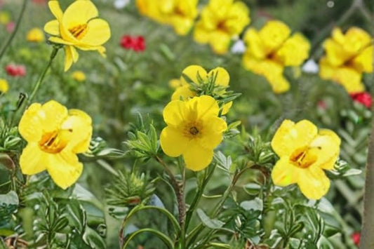 Goldfinger Potentilla 1 Plant – Potentilla fruticosa ‘Goldfinger’