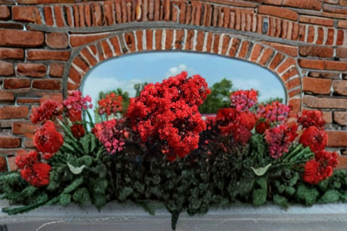 Ruby Thunderstruck Crape Myrtle Live Plant – Red Flowering Tree