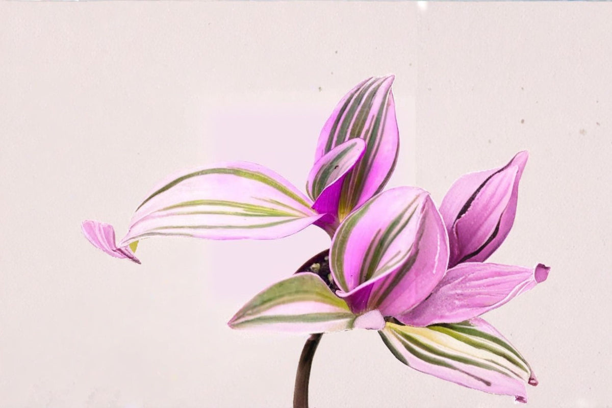 5 Tradescantia Nanouk Live Cuttings | Pink Wandering Jew Plant | 3-5 Inch Cuttings | Variegated Tropical Houseplant | Plant Propaga