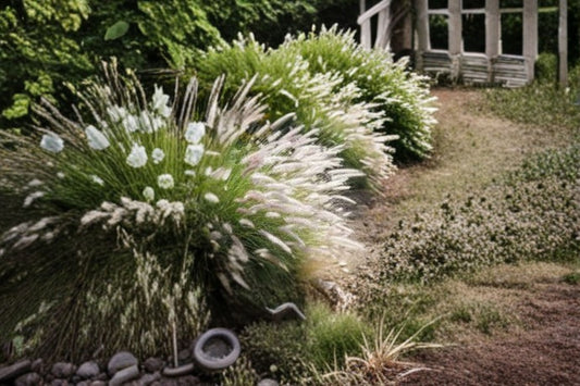 Fairy Tails Fountain Grass 1 Plant – Pennisetum orientale ‘Fairy Tails’