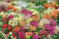 Yarrow 1 Plant – Achillea millefolium