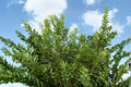 Wax Myrtle Live Plant – Evergreen Privacy Screen Shrub