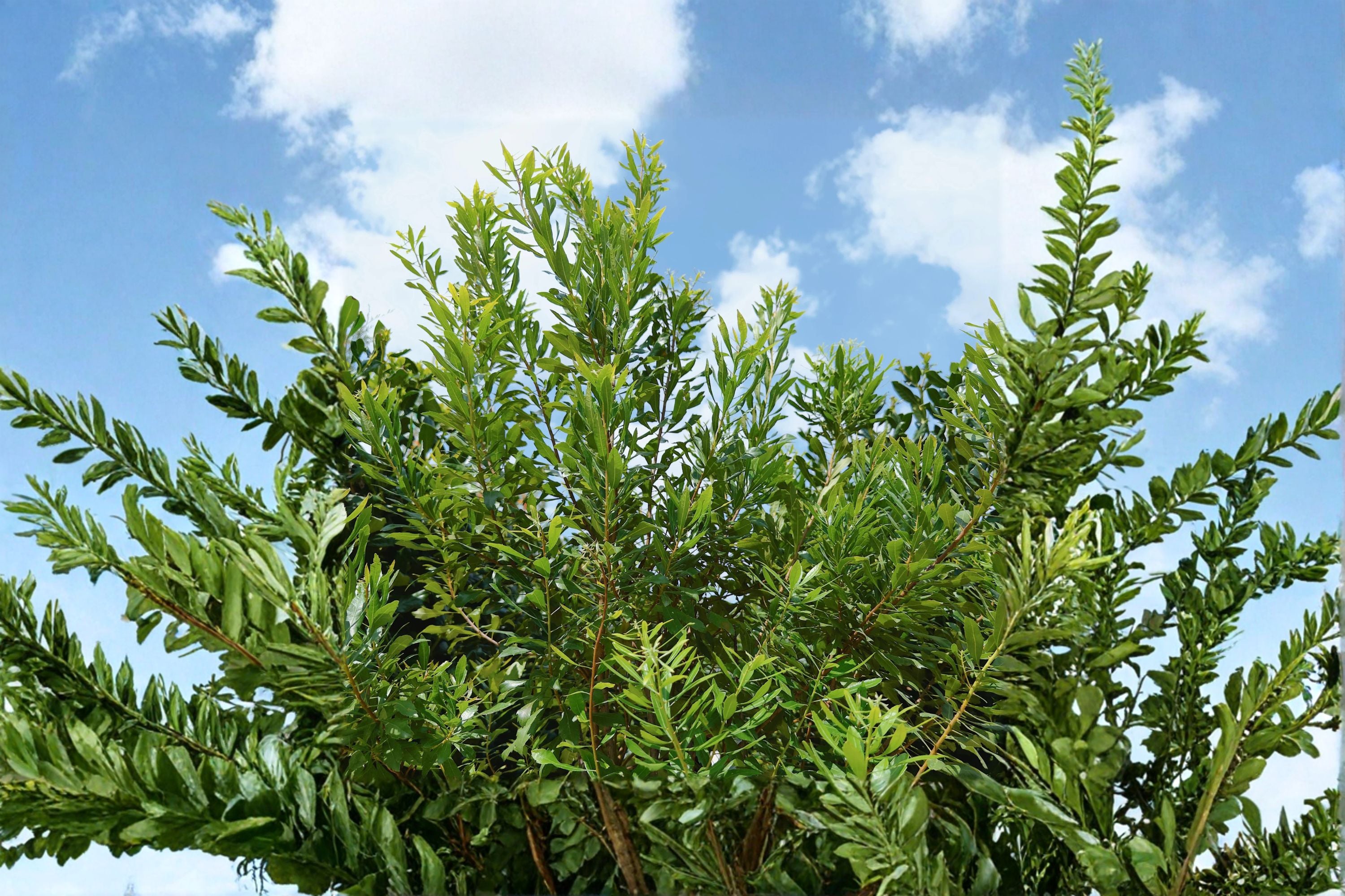 Wax Myrtle Live Plant – Evergreen Privacy Screen Shrub