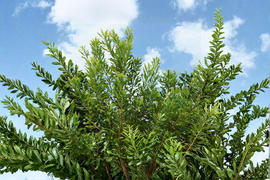 Wax Myrtle Live Plant – Evergreen Privacy Screen Shrub