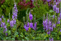 Hoary Vervain Seeds Verbena Stricta Native Purple Wildflower Perennial Pollinator Garden Meadow Plant 100 Seeds