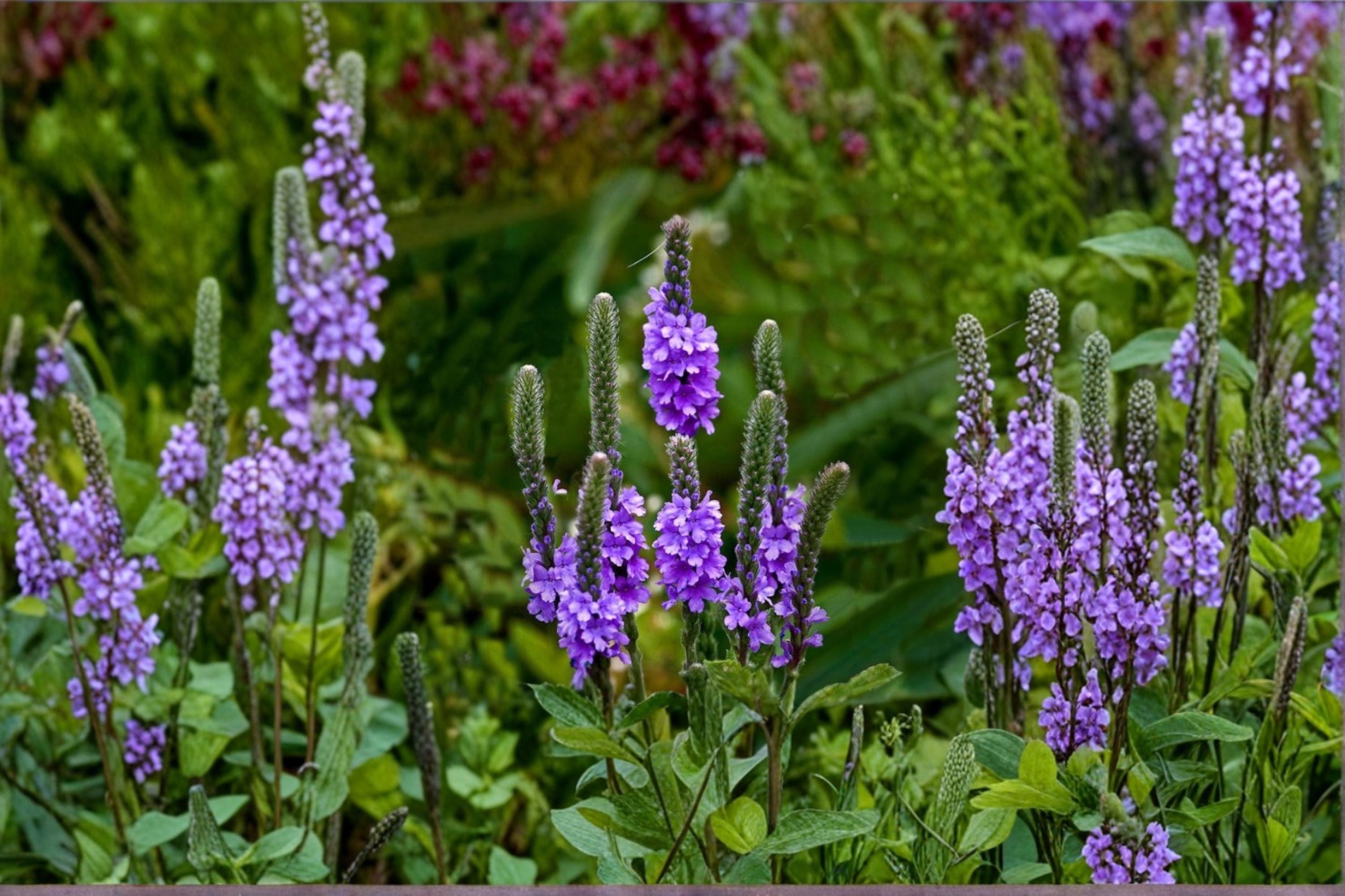 Hoary Vervain Seeds Verbena Stricta Native Purple Wildflower Perennial Pollinator Garden Meadow Plant 100 Seeds