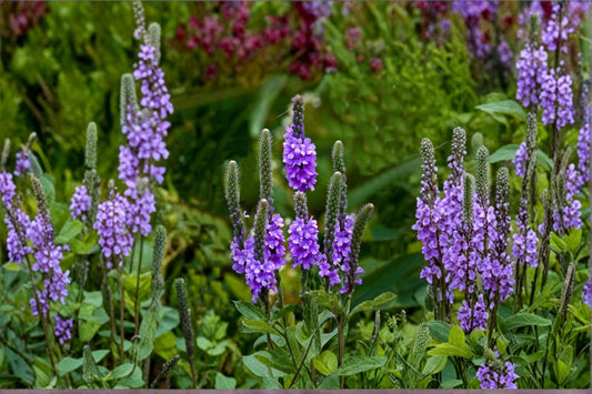 Hoary Vervain Seeds Verbena Stricta Native Purple Wildflower Perennial Pollinator Garden Meadow Plant 100 Seeds