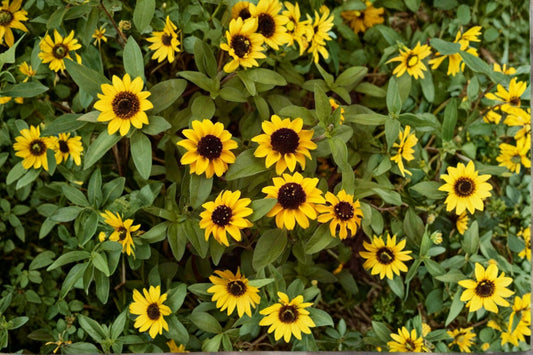 Creeping Zinnia Seeds Sanvitalia Procumbens Yellow Annual Flower Ground Cover Garden Border Plant 100 Seeds