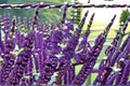 Purple Butterfly Bush 7 Cuttings – Buddleja davidii