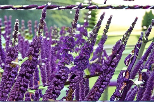 Purple Butterfly Bush 7 Cuttings – Buddleja davidii